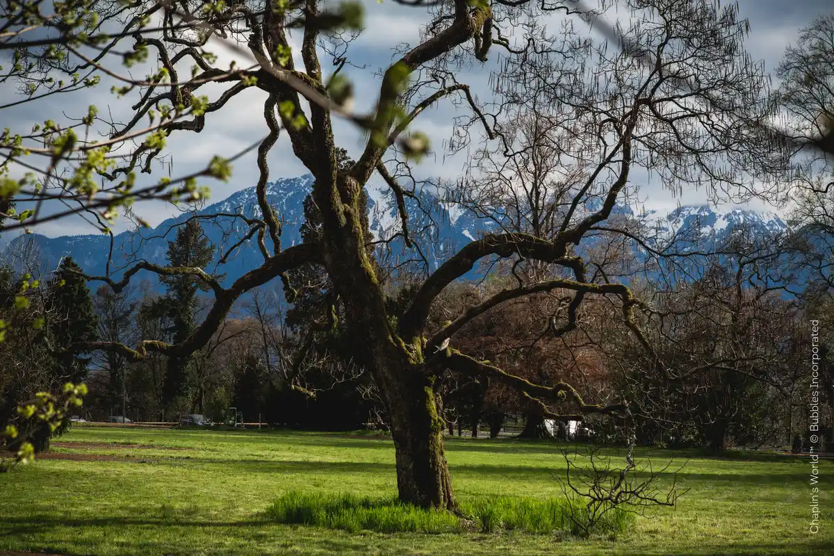 Chaplin’s World - Lake View